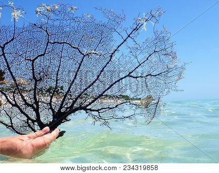Detailed Black Sea Fan Coral. Black Coral Sea Fan On The Sea At Ancon Beach, Trinidad, Cuba