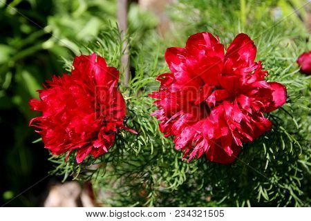 Macro Photo Of Two Beautiful Flowers On The Green
