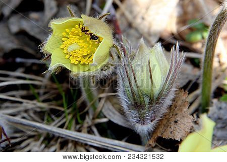The Lovely Snowdrop Is One Of The First Flowers To Appear In The Spring
