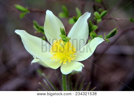 The Lovely Snowdrop Is One Of The First Flowers To Appear In The Spring