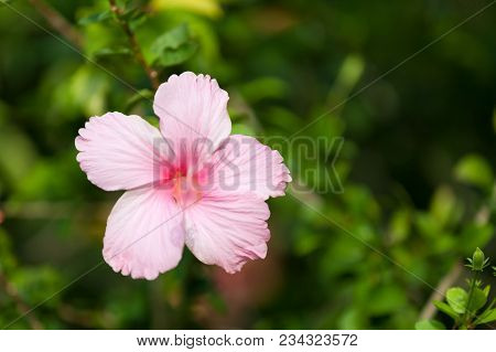 Local Exotic Flowers Very Colorfull And Beautiful