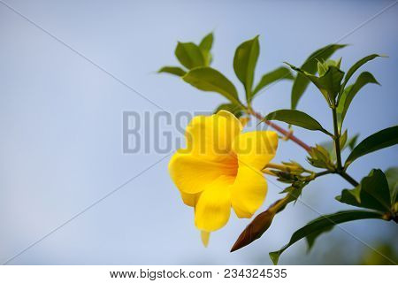 Local Exotic Flowers Very Colorfull And Beautiful