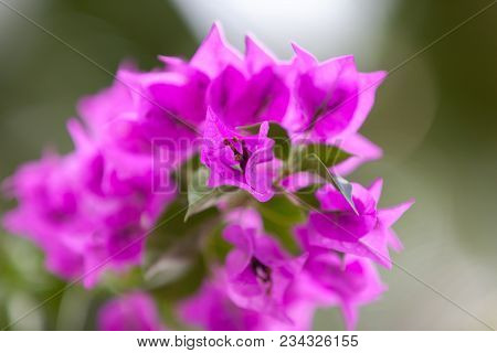 Local Exotic Flowers Very Colorfull And Beautiful