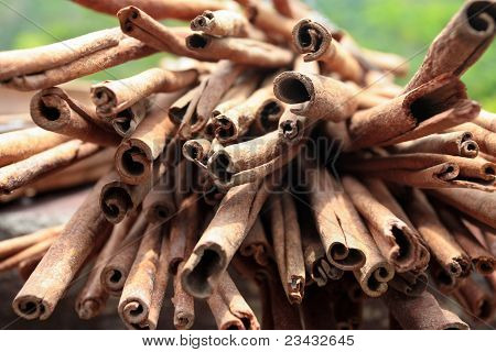 Weergave van een bos van kaneel spice
