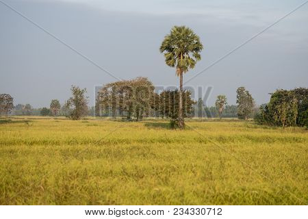Thailand Buriram Landscape Field
