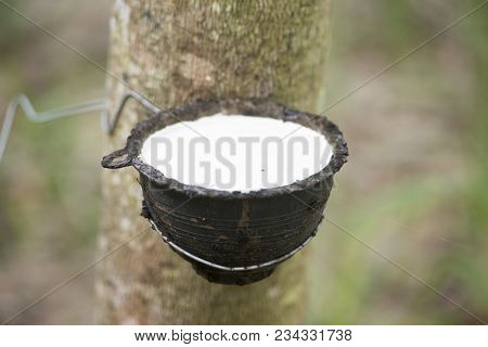 Thailand Buriram Agriculture Rubber Tree