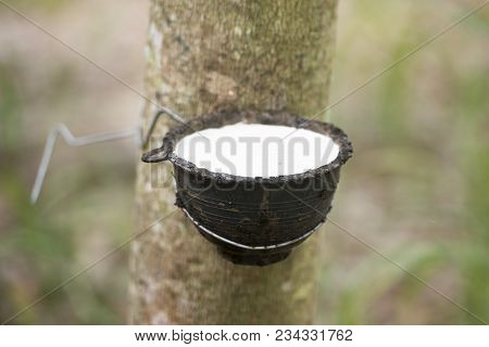 Thailand Buriram Agriculture Rubber Tree