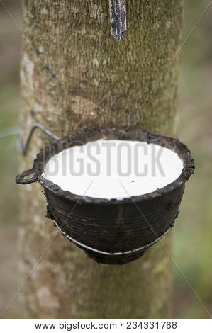 Thailand Buriram Agriculture Rubber Tree