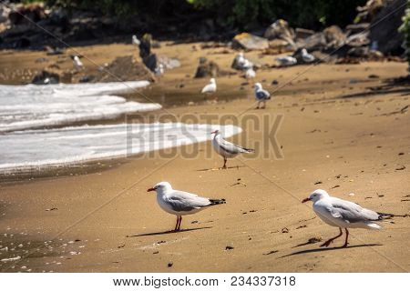 New Zealand Coast