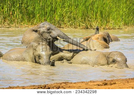 Close-up Of African Elephants Bathing In The Mud Of A Pool In A Summer Season, To Lower The Body Tem