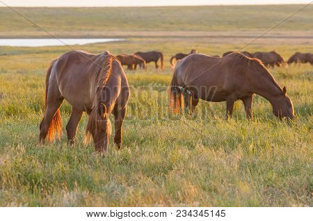 A Herd Of Wild Horses Shown On Water Island In Atmospheric Rostov State Reserve