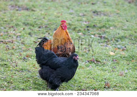 A Big Roostert. The Brahma Breed Has Several Subspecies. This Meat And Decorative Breed Is Prevalent