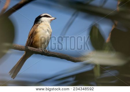 The Little Brown Shike On The Tree.