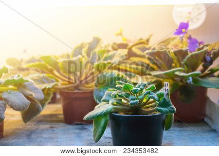 Violet. A Small Greenhouse In The Building. Copy Space