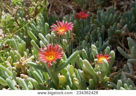 Pink flowers of Carpobrotus modestus, selective focus