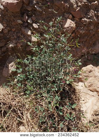 Vicia sativa or common vetch plant in deset