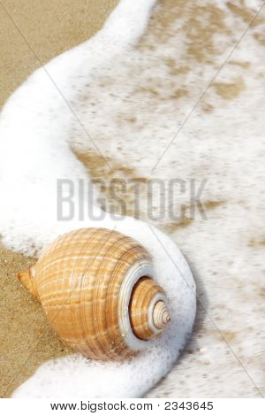 Seashell