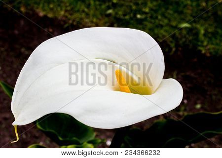 Bright White Calla Lily Blossom Against A Dark Background