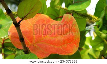 Coccoloba uvifera is a species of flowering plant in the buckwheat family, Polygonaceae, that is native to coastal beaches throughout tropical America and the Caribbean. Red leaf