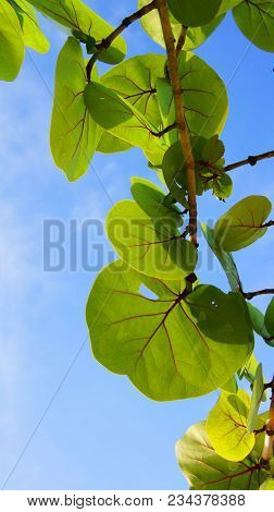 Coccoloba uvifera is a species of flowering plant in the buckwheat family, Polygonaceae, that is native to coastal beaches throughout tropical America and the Caribbean. 