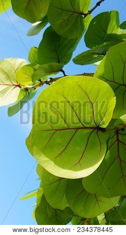 Coccoloba uvifera is a species of flowering plant in the buckwheat family, Polygonaceae, that is native to coastal beaches throughout tropical America and the Caribbean. 