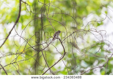 Bird (asian Brown Flycatcher) In Nature Wild