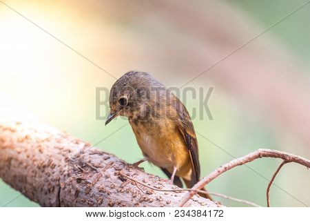 Bird (ferruginous Flycatcher) In Nature Wild