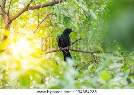 Bird (asian Koel) On Tree In Nature Wild