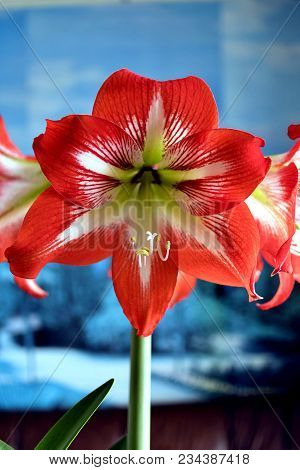 Beautiful Red Amarillis Flower On Blue Background