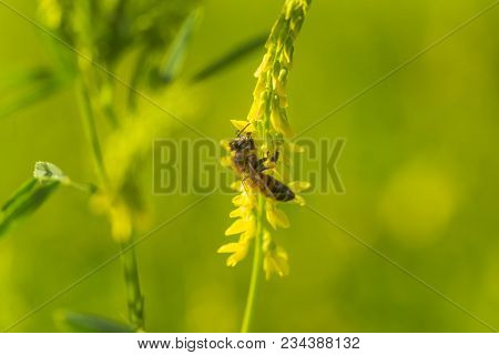 Honey-laiden Bee With The Yellow Pollen On Foot Collects The Nectar From The Flower Melilotus Offici