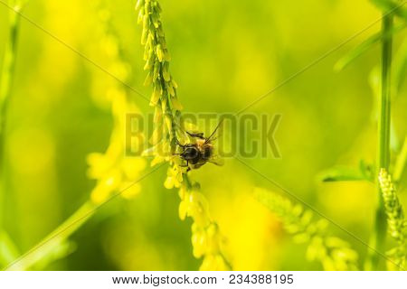 Honey-laiden Bee With The Yellow Pollen On Foot Collects The Nectar From The Flower Melilotus Offici