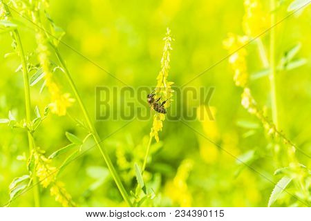 Honey-laiden Bee With The Yellow Pollen On Foot Collects The Nectar From The Flower Melilotus Offici