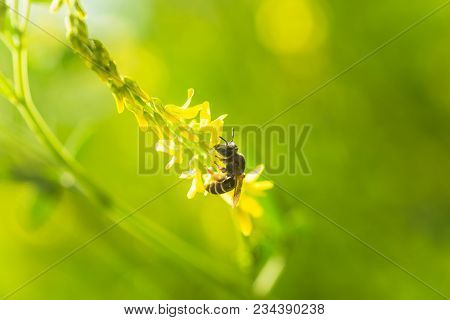 Honey-laiden Bee With The Yellow Pollen On Foot Collects The Nectar From The Flower Melilotus Offici