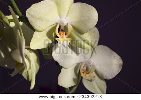 Spring Background In Cold Tones.spring Flowers.spring. Blooming Spring