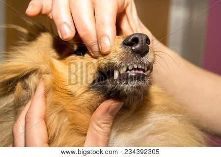 A Human Hand On A Dog Mouth