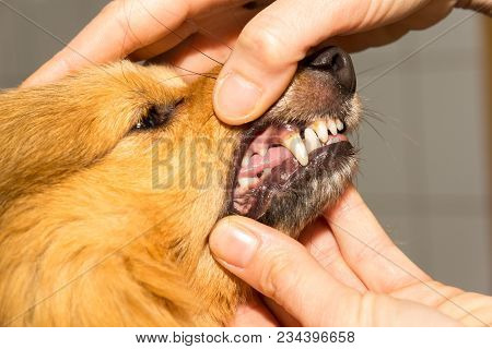 A Human Hand On A Dog Mouth