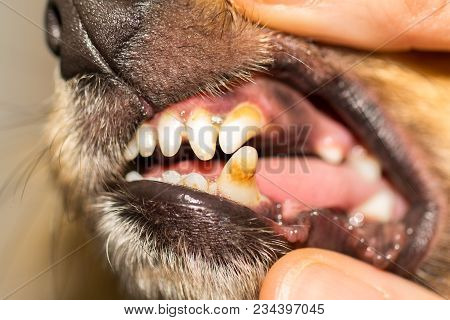 A Human Hand On A Dog Mouth