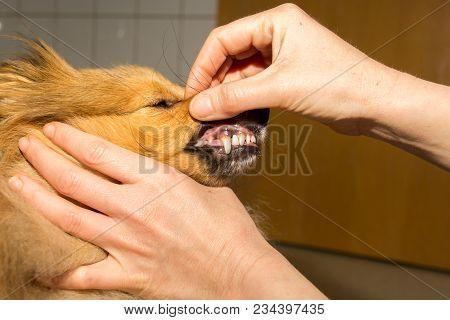 A Human Hand On A Dog Mouth