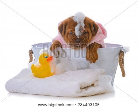 female dogue de bordeaux puppy getting a bath on white background
