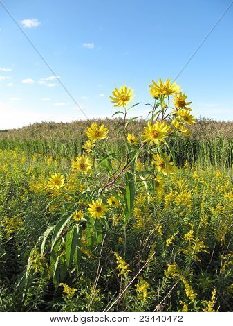 Girasoli nel prato