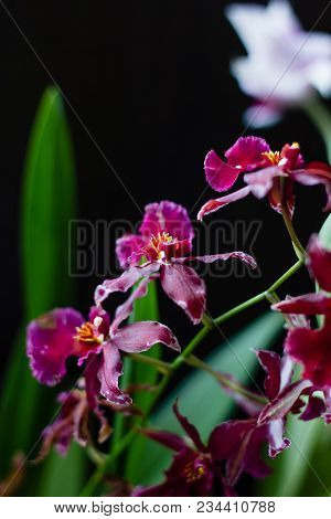 Deep Red Color Orchid Miltonia On A Black Background