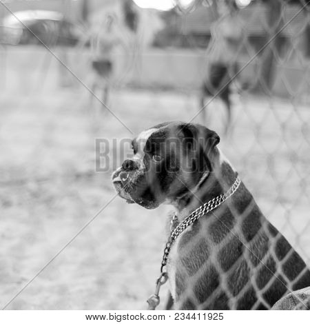 A Sad Dog Sitting And Watching Volleyball