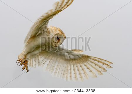 Barn Owl (tyto Alba) Flying Portrait Against White Background