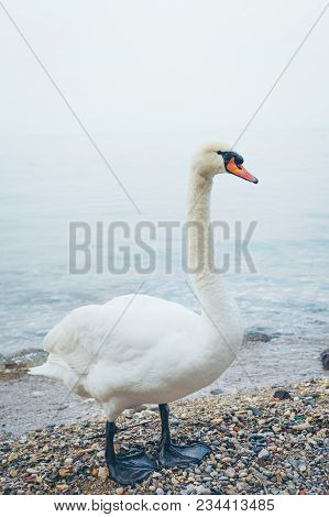 White Swan Standing On The Beach Of Sea.