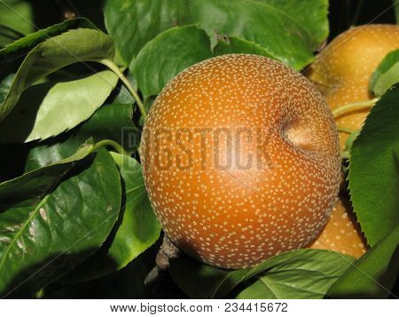 Nashi Pears Known Also As Apple Pears Hanging On The Tree . Pyrus Pyrifolia Is A Species Of Pear Tre