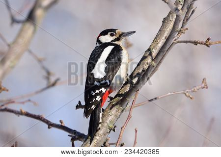 Great Spotted Woodpecker (dendrocopos Major) Sits In The Branches Of A Wild Apple Tree: Very Close, 