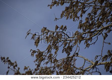 Blooming Silver Poplar. Silver Poplar Tree In Spring. Poplar Fluff From Flowers - Earrings.