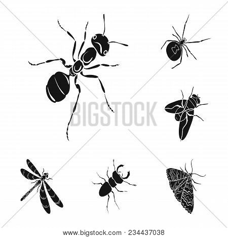 Different Kinds Of Insects Black Icons In Set Collection For Design. Insect Arthropod Vector Isometr