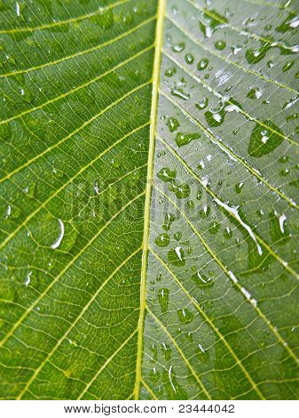 Yeşil yaprak dokusu