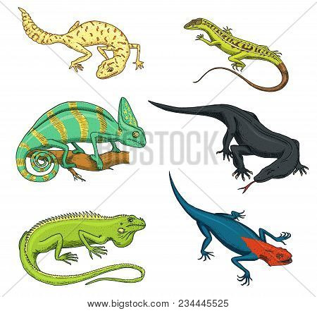 Chameleon Lizard, Green Iguana, Komodo Dragon Monitor, American Sand, Exotic Reptiles Or Snakes, Spo